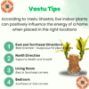 Rare Yellow Variety  Lucky Brazilian Wood Plant (Dracaena fragrans) - Unique & Easy | Surekha Agro Products