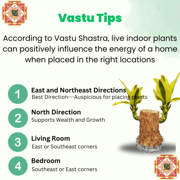 Rare Yellow Variety  Lucky Brazilian Wood Plant (Dracaena fragrans) - Unique & Easy | Surekha Agro Products