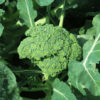 Broccoli F1 Seeds