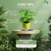 Broken Heart Plant (Monstera adansonii) - Unique Swiss Cheese Vine | Self-Watering Pot | Surekha Agro Products