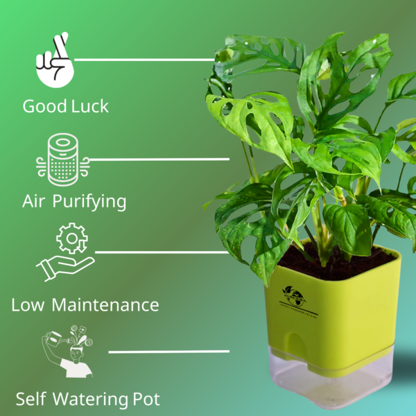Broken Heart Plant (Monstera adansonii) - Unique Swiss Cheese Vine | Self-Watering Pot | Surekha Agro Products