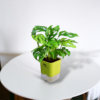 Broken Heart Plant (Monstera adansonii) - Unique Swiss Cheese Vine | Self-Watering Pot | Surekha Agro Products
