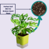 Broken Heart Plant (Monstera adansonii) - Unique Swiss Cheese Vine | Self-Watering Pot | Surekha Agro Products