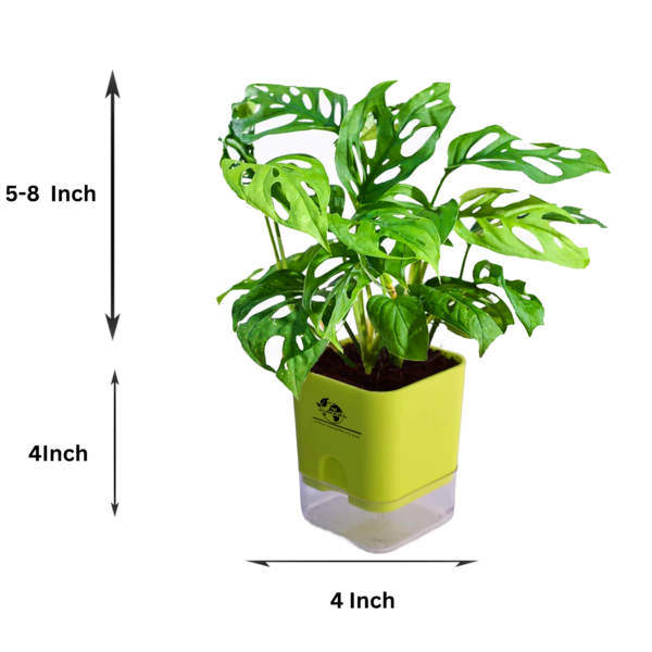 Broken Heart Plant (Monstera adansonii) - Unique Swiss Cheese Vine | Self-Watering Pot | Surekha Agro Products