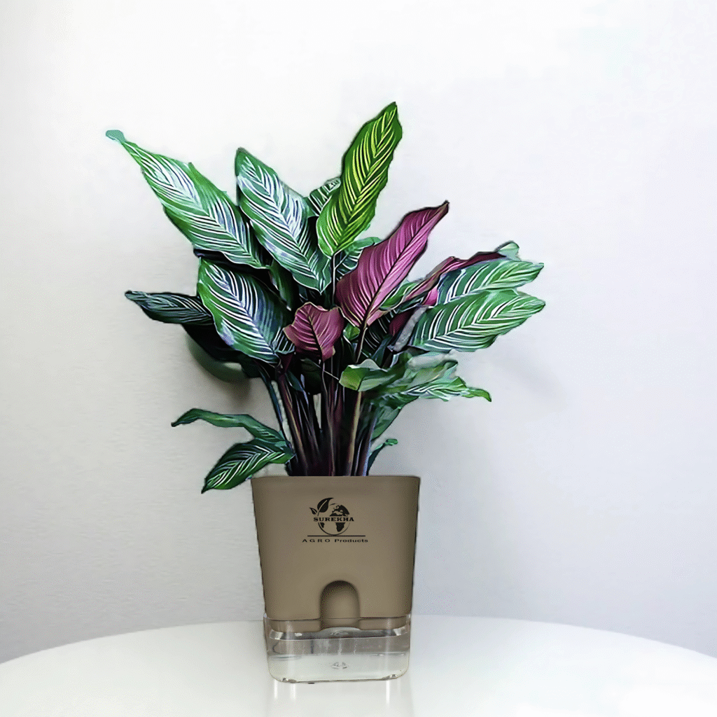 A Calathea ornata with striking pink-striped leaves growing in a modern white self-watering pot on a wooden surface.