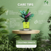 Calathea Ornata Live Plant