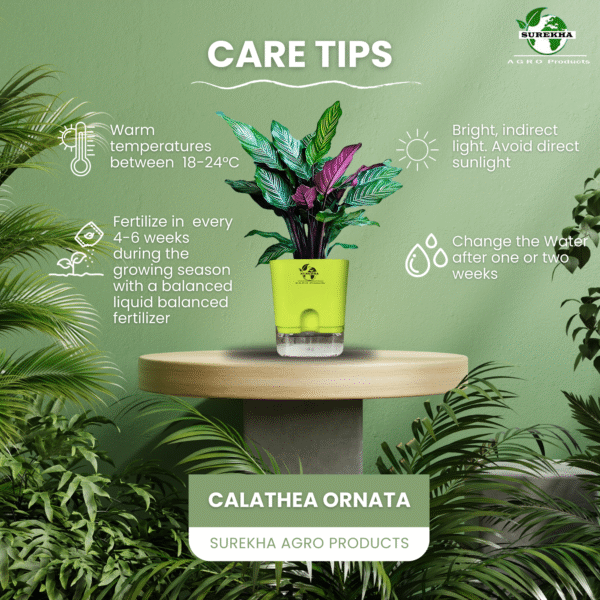 Calathea Ornata Live Plant