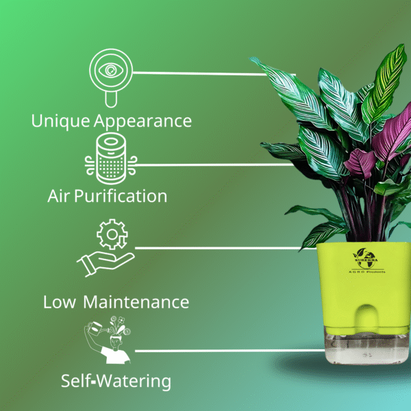 Calathea Ornata Live Plant