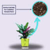 Calathea Ornata Live Plant