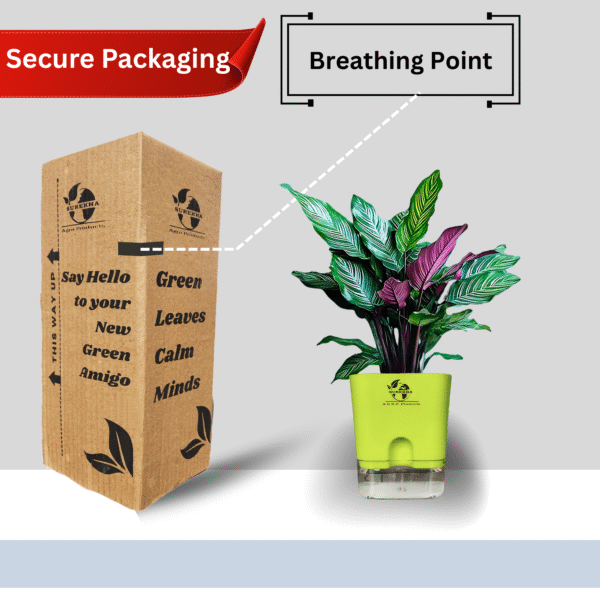 Calathea Ornata Live Plant