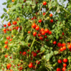 Cherry Tomato Seeds
