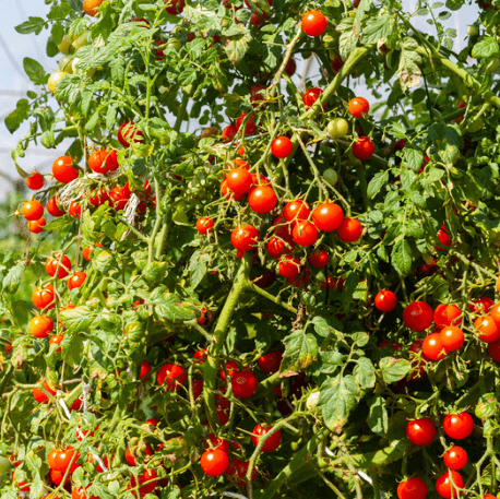 Cherry Tomato Seeds