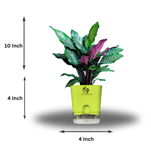 Calathea Ornata Live Plant
