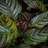 Calathea Ornata Live Plant