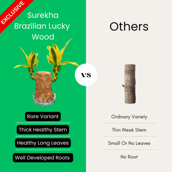 Rare Yellow Variety  Lucky Brazilian Wood Plant (Dracaena fragrans) - Unique & Easy | Surekha Agro Products