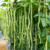 Cowpea Lobia Beans Seeds
