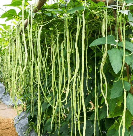 Cowpea Lobia Beans Seeds