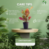 Croton Petra (Codiaeum variegatum) - Vibrant Foliage Indoor Plant |  Surekha Agro Products