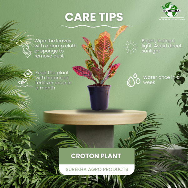 Croton Petra (Codiaeum variegatum) - Vibrant Foliage Indoor Plant |  Surekha Agro Products