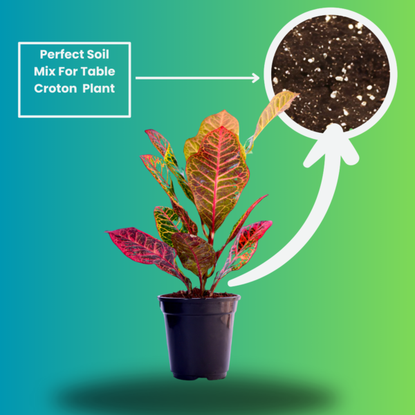 Croton Petra (Codiaeum variegatum) - Vibrant Foliage Indoor Plant |  Surekha Agro Products