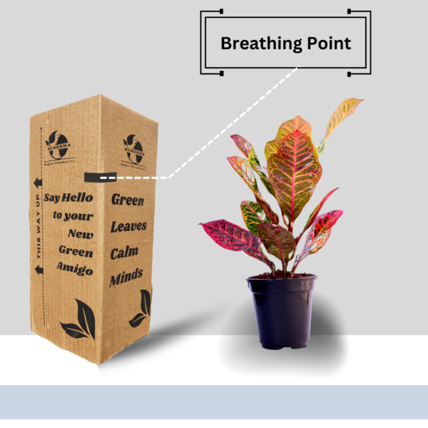 Croton Petra (Codiaeum variegatum) - Vibrant Foliage Indoor Plant |  Surekha Agro Products