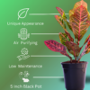 Croton Petra (Codiaeum variegatum) - Vibrant Foliage Indoor Plant |  Surekha Agro Products