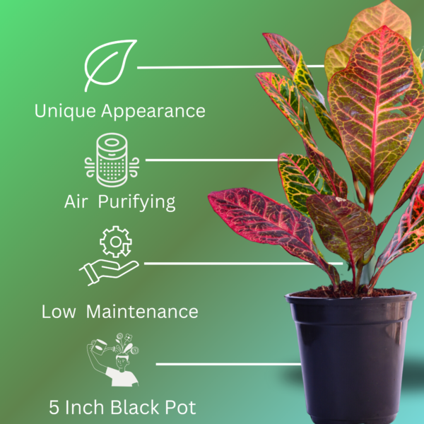 Croton Petra (Codiaeum variegatum) - Vibrant Foliage Indoor Plant |  Surekha Agro Products