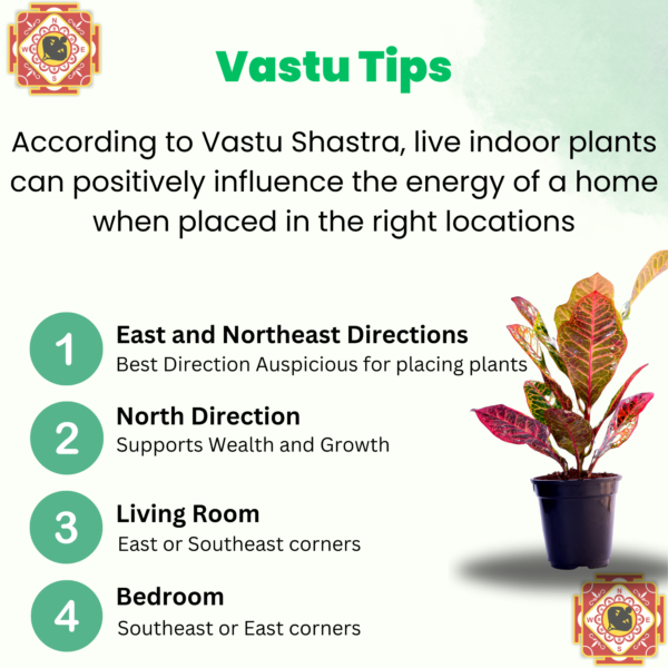 Croton Petra (Codiaeum variegatum) - Vibrant Foliage Indoor Plant |  Surekha Agro Products