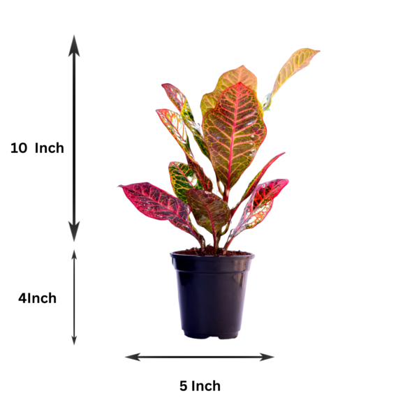 Croton Petra (Codiaeum variegatum) - Vibrant Foliage Indoor Plant |  Surekha Agro Products