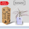 Red Dracaena Marginata (Madagascar Dragon Tree) - Striking Red-Edged Indoor Plant | Self-Watering Pot | Surekha Agro Products