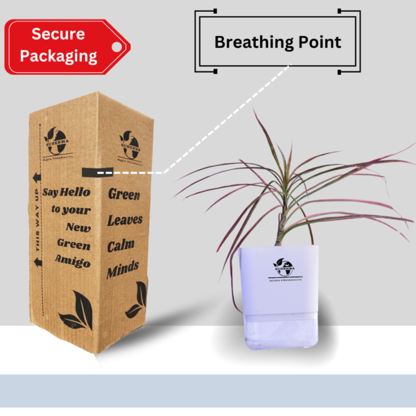 Red Dracaena Marginata (Madagascar Dragon Tree) - Striking Red-Edged Indoor Plant | Self-Watering Pot | Surekha Agro Products