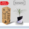 Surekha Green Dracaena Marginata Live Plant