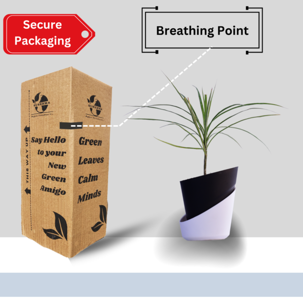 Surekha Green Dracaena Marginata Live Plant