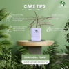 Red Dracaena Marginata (Madagascar Dragon Tree) - Striking Red-Edged Indoor Plant | Self-Watering Pot | Surekha Agro Products