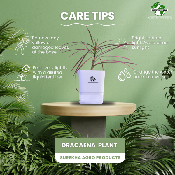 Red Dracaena Marginata (Madagascar Dragon Tree) - Striking Red-Edged Indoor Plant | Self-Watering Pot | Surekha Agro Products
