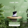Surekha Green Dracaena Marginata Live Plant
