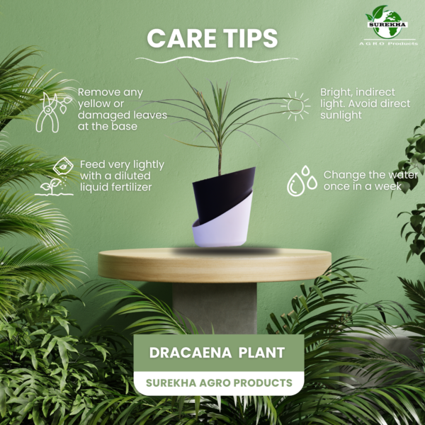 Surekha Green Dracaena Marginata Live Plant