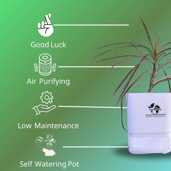 Red Dracaena Marginata (Madagascar Dragon Tree) - Striking Red-Edged Indoor Plant | Self-Watering Pot | Surekha Agro Products