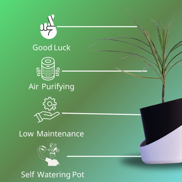Surekha Green Dracaena Marginata Live Plant
