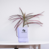 Red Dracaena Marginata (Madagascar Dragon Tree) - Striking Red-Edged Indoor Plant | Self-Watering Pot | Surekha Agro Products
