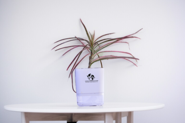 Red Dracaena Marginata (Madagascar Dragon Tree) - Striking Red-Edged Indoor Plant | Self-Watering Pot | Surekha Agro Products