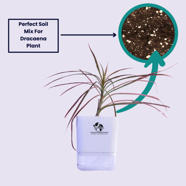 Red Dracaena Marginata (Madagascar Dragon Tree) - Striking Red-Edged Indoor Plant | Self-Watering Pot | Surekha Agro Products