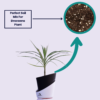 Surekha Green Dracaena Marginata Live Plant
