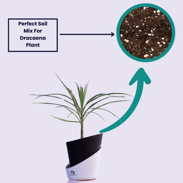 Surekha Green Dracaena Marginata Live Plant