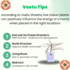 Red Dracaena Marginata (Madagascar Dragon Tree) - Striking Red-Edged Indoor Plant | Self-Watering Pot | Surekha Agro Products