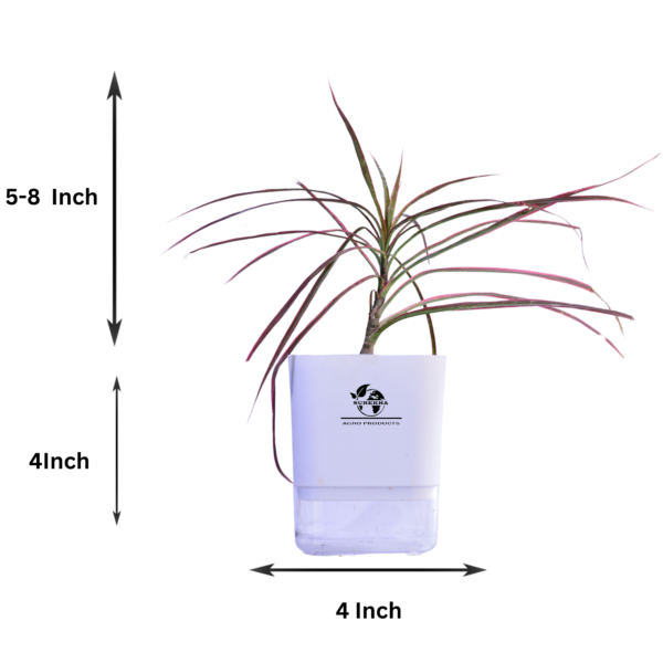 Red Dracaena Marginata (Madagascar Dragon Tree) - Striking Red-Edged Indoor Plant | Self-Watering Pot | Surekha Agro Products