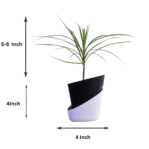 Surekha Green Dracaena Marginata Live Plant