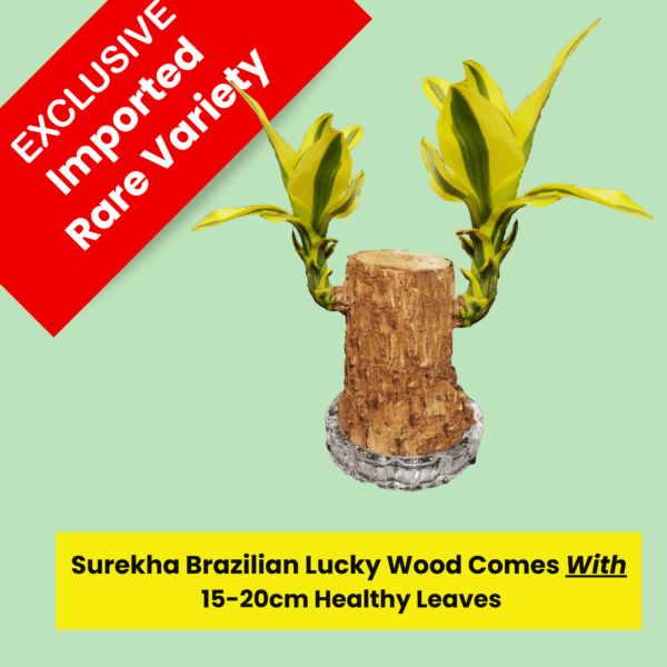 Rare Yellow Variety  Lucky Brazilian Wood Plant (Dracaena fragrans) - Unique & Easy | Surekha Agro Products