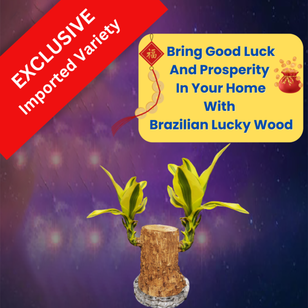 Rare Yellow Variety  Lucky Brazilian Wood Plant (Dracaena fragrans) - Unique & Easy | Surekha Agro Products