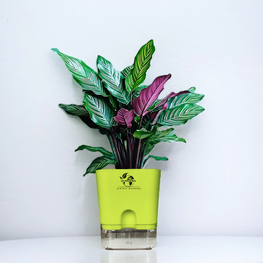 A Calathea ornata with striking pink-striped leaves growing in a modern white self-watering pot on a wooden surface.